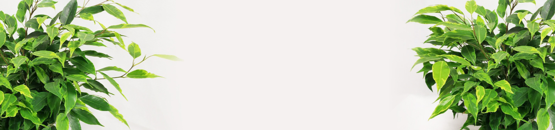 Баннер к статье How to Create Evergreen Content: A Guide for Internet Nerds